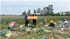 你要哪根蔥？惠安百畝蔥田邀您助力！